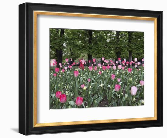 A Bed of Tulips at Luxembourg Gardens, Paris, France-William Sutton-Framed Photographic Print