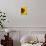 A Bee Collecting Pollen From a Sunflower, Walla Walla, Washington, USA-Brent Bergherm-Photographic Print displayed on a wall