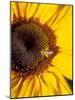 A Bee Collecting Pollen From a Sunflower, Walla Walla, Washington, USA-Brent Bergherm-Mounted Photographic Print