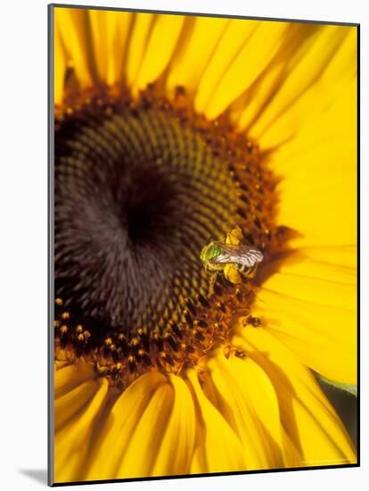 A Bee Collecting Pollen From a Sunflower, Walla Walla, Washington, USA-Brent Bergherm-Mounted Photographic Print