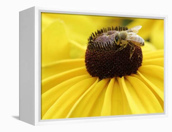 A Bee Collects Pollen from a Black-Eyed Susan-null-Framed Premier Image Canvas