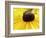 A Bee Collects Pollen from a Black-Eyed Susan-null-Framed Photographic Print