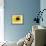 A Bee Collects Pollen from a Black-Eyed Susan-null-Framed Photographic Print displayed on a wall