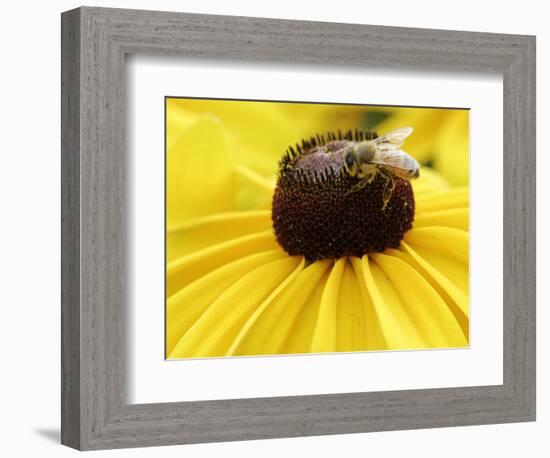 A Bee Collects Pollen from a Black-Eyed Susan-null-Framed Photographic Print