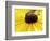 A Bee Collects Pollen from a Black-Eyed Susan-null-Framed Photographic Print