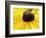 A Bee Collects Pollen from a Black-Eyed Susan-null-Framed Photographic Print