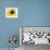A Bee Collects Pollen from a Black-Eyed Susan-null-Framed Photographic Print displayed on a wall