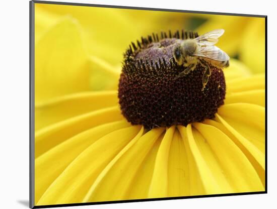 A Bee Collects Pollen from a Black-Eyed Susan-null-Mounted Photographic Print