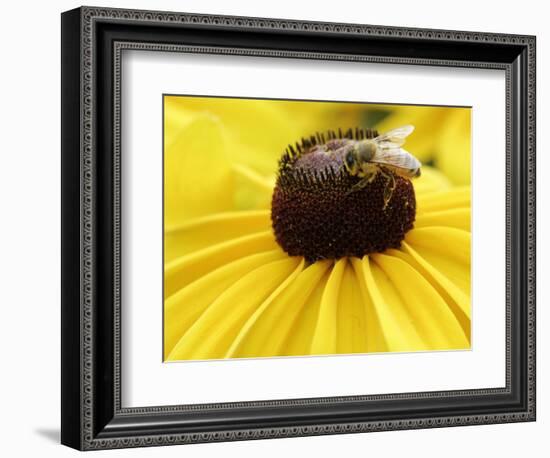 A Bee Collects Pollen from a Black-Eyed Susan-null-Framed Photographic Print