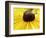 A Bee Collects Pollen from a Black-Eyed Susan-null-Framed Photographic Print