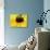 A Bee Collects Pollen from a Black-Eyed Susan-null-Photographic Print displayed on a wall