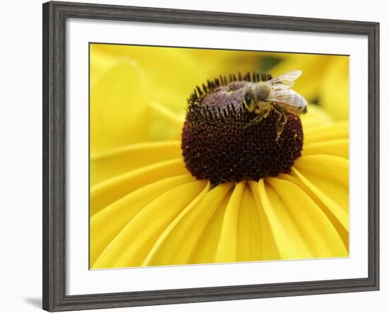 A Bee Collects Pollen from a Black-Eyed Susan-null-Framed Photographic Print