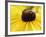 A Bee Collects Pollen from a Black-Eyed Susan-null-Framed Photographic Print