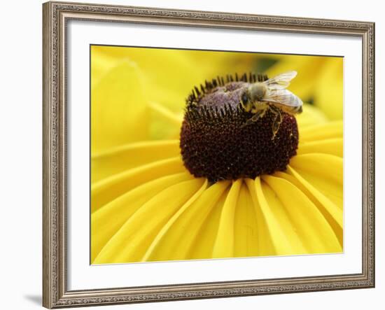 A Bee Collects Pollen from a Black-Eyed Susan-null-Framed Photographic Print