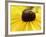 A Bee Collects Pollen from a Black-Eyed Susan-null-Framed Photographic Print