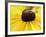 A Bee Collects Pollen from a Black-Eyed Susan-null-Framed Photographic Print