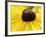 A Bee Collects Pollen from a Black-Eyed Susan-null-Framed Photographic Print