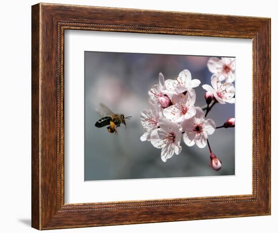 A Bee Hovers in Front of a Blossom of a Plum Tree-null-Framed Photographic Print