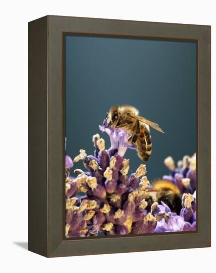 A Bee on a Lavender Flower-Chris Sch?fer-Framed Premier Image Canvas