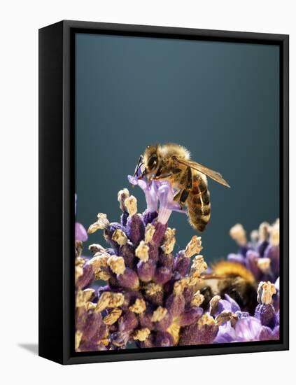 A Bee on a Lavender Flower-Chris Sch?fer-Framed Premier Image Canvas