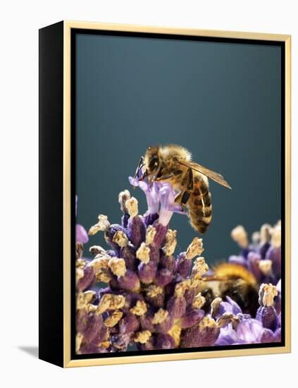 A Bee on a Lavender Flower-Chris Sch?fer-Framed Premier Image Canvas