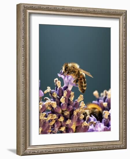 A Bee on a Lavender Flower-Chris Sch?fer-Framed Photographic Print