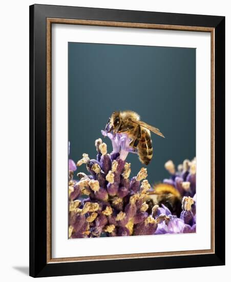 A Bee on a Lavender Flower-Chris Sch?fer-Framed Photographic Print