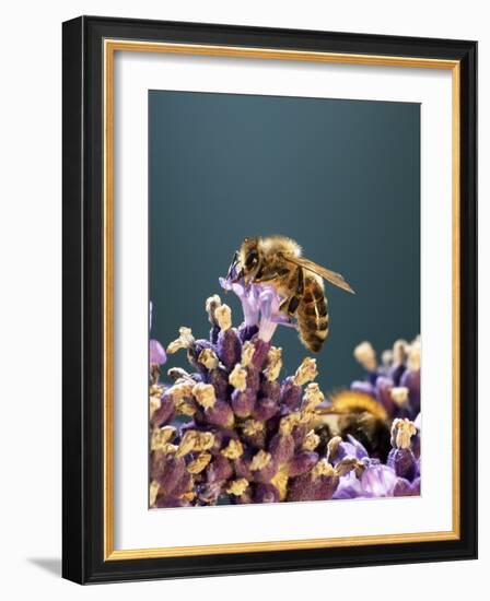 A Bee on a Lavender Flower-Chris Sch?fer-Framed Photographic Print