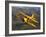 A Beechcraft D-17 Staggerwing in Flight-Stocktrek Images-Framed Photographic Print