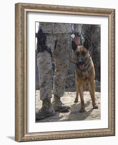A Belgium Malonois Military Working Dog Stands by His Handler-Stocktrek Images-Framed Photographic Print