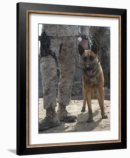 A Belgium Malonois Military Working Dog Stands by His Handler-Stocktrek Images-Framed Photographic Print