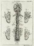 Brain and Spinal Column-A. Bell-Framed Premier Image Canvas