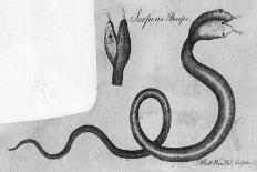 Two-Headed Snake, C.1770-A Bell-Art Print