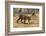 A Bengal tiger (Panthera tigris tigris) walking, Bandhavgarh National Park, Madhya Pradesh, India,-Sergio Pitamitz-Framed Photographic Print