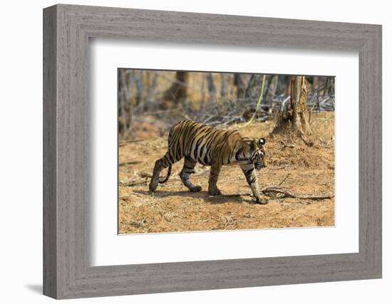 A Bengal tiger (Panthera tigris tigris) walking, Bandhavgarh National Park, Madhya Pradesh, India,-Sergio Pitamitz-Framed Photographic Print