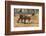 A Bengal tiger (Panthera tigris tigris) walking, Bandhavgarh National Park, Madhya Pradesh, India,-Sergio Pitamitz-Framed Photographic Print