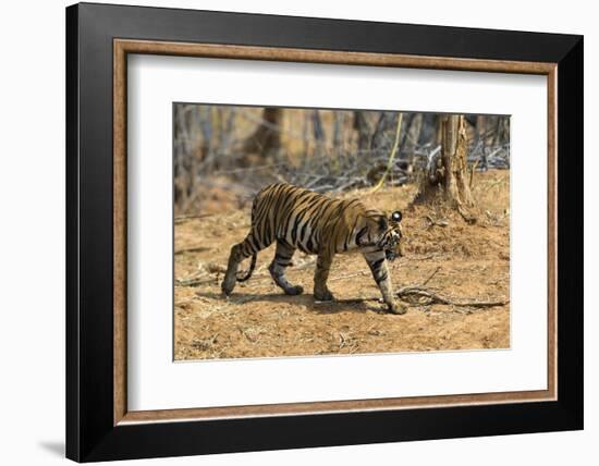 A Bengal tiger (Panthera tigris tigris) walking, Bandhavgarh National Park, Madhya Pradesh, India,-Sergio Pitamitz-Framed Photographic Print