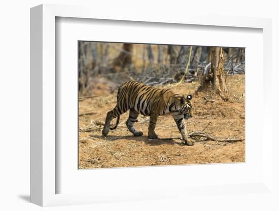 A Bengal tiger (Panthera tigris tigris) walking, Bandhavgarh National Park, Madhya Pradesh, India,-Sergio Pitamitz-Framed Photographic Print