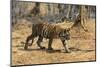 A Bengal tiger (Panthera tigris tigris) walking, Bandhavgarh National Park, Madhya Pradesh, India,-Sergio Pitamitz-Mounted Photographic Print