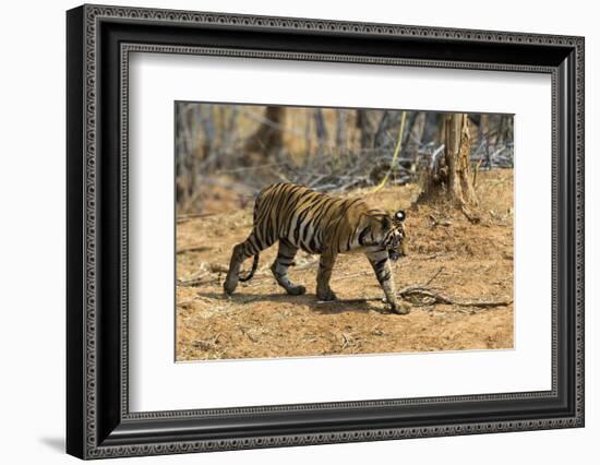 A Bengal tiger (Panthera tigris tigris) walking, Bandhavgarh National Park, Madhya Pradesh, India,-Sergio Pitamitz-Framed Photographic Print