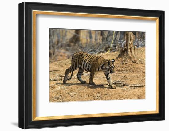 A Bengal tiger (Panthera tigris tigris) walking, Bandhavgarh National Park, Madhya Pradesh, India,-Sergio Pitamitz-Framed Photographic Print