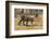 A Bengal tiger (Panthera tigris tigris) walking, Bandhavgarh National Park, Madhya Pradesh, India,-Sergio Pitamitz-Framed Photographic Print