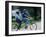 A Bicycle Built for Two-null-Framed Photographic Print