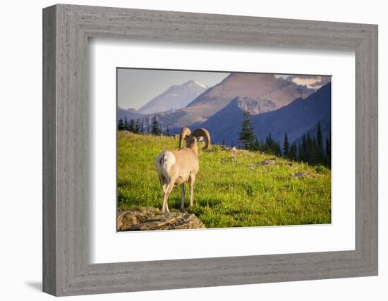 A Bighorn Sheep Pauses During Foraging on Logan Pass in Glacier National Park, Montana-Jason J. Hatfield-Framed Photographic Print