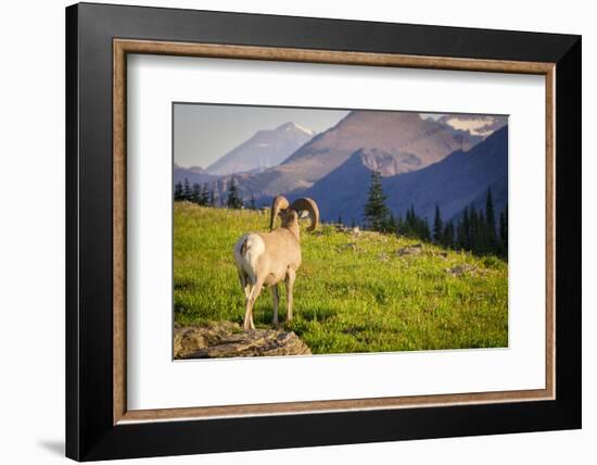 A Bighorn Sheep Pauses During Foraging on Logan Pass in Glacier National Park, Montana-Jason J. Hatfield-Framed Photographic Print