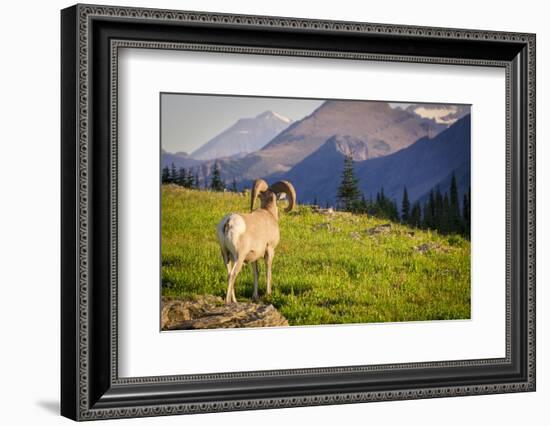 A Bighorn Sheep Pauses During Foraging on Logan Pass in Glacier National Park, Montana-Jason J. Hatfield-Framed Photographic Print