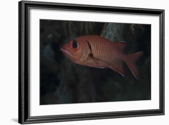 A Bigscale Soldierfish, Fiji-Stocktrek Images-Framed Photographic Print