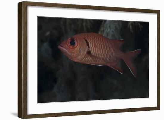 A Bigscale Soldierfish, Fiji-Stocktrek Images-Framed Photographic Print