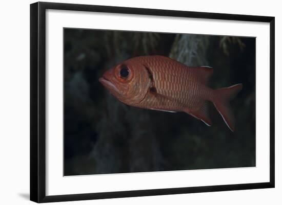 A Bigscale Soldierfish, Fiji-Stocktrek Images-Framed Photographic Print