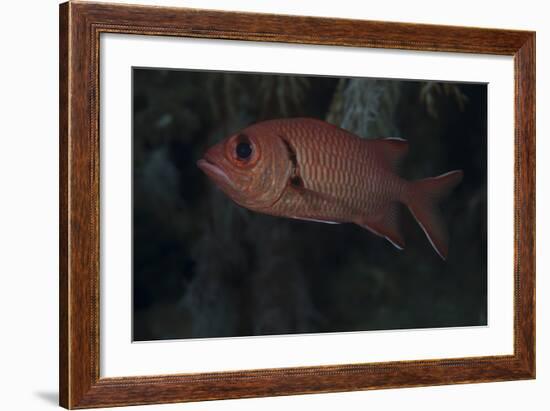 A Bigscale Soldierfish, Fiji-Stocktrek Images-Framed Photographic Print